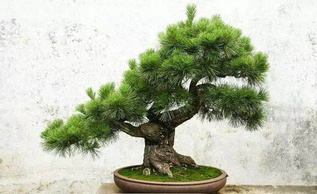 如何让松树盆景制作起来 更有意境