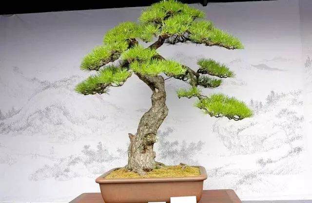 如何让松树盆景制作起来 更有意境