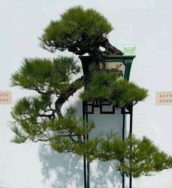 如何让松树盆景制作起来 更有意境