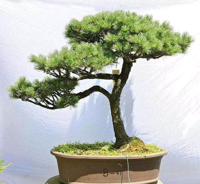 如何让松树盆景制作起来 更有意境