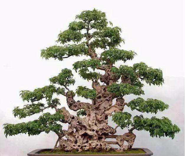 想要树桩盆景露根 很简单 只要将根部提一提