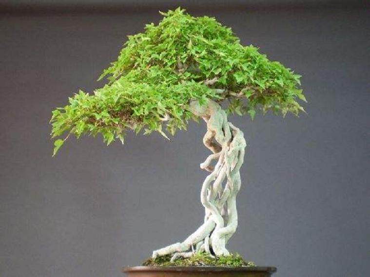 想要树桩盆景露根 很简单 只要将根部提一提