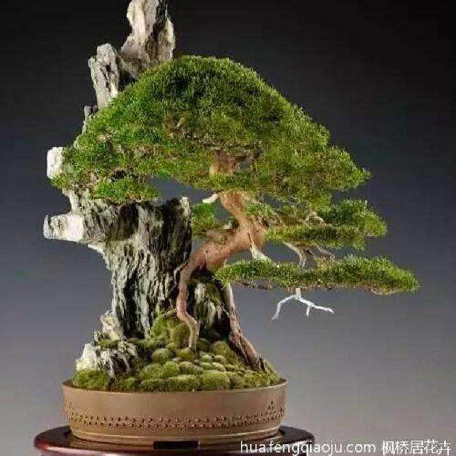 想要树桩盆景露根 很简单 只要将根部提一提