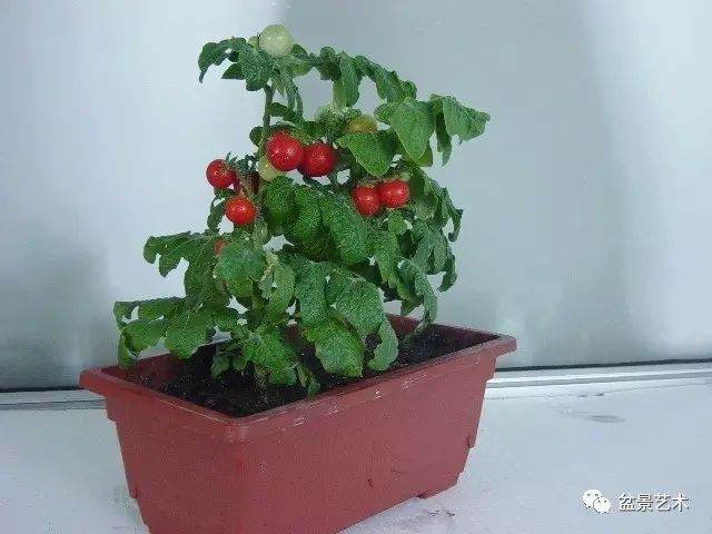 栽培蔬菜盆景的5个注意事项