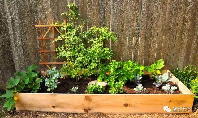 栽培蔬菜盆景的5个注意事项