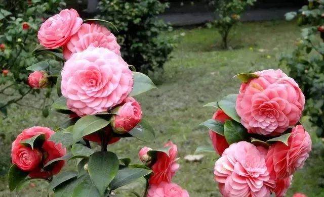 北方冬季 茶花盆景里的土太湿了 怎么办