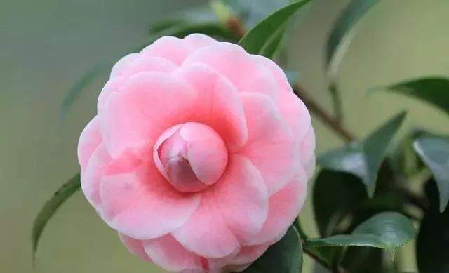 北方冬季 茶花盆景里的土太湿了 该怎么办?