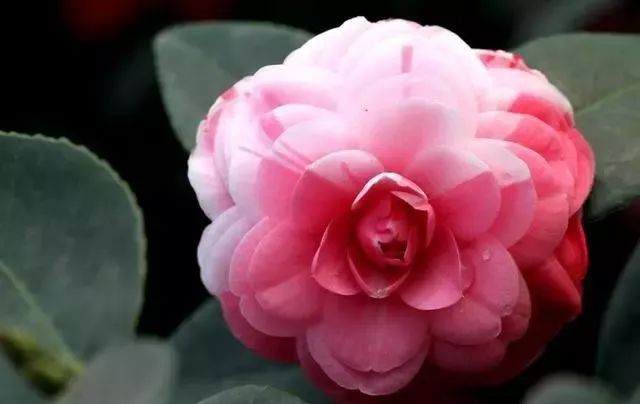 北方冬季 茶花盆景里的土太湿了 怎么办