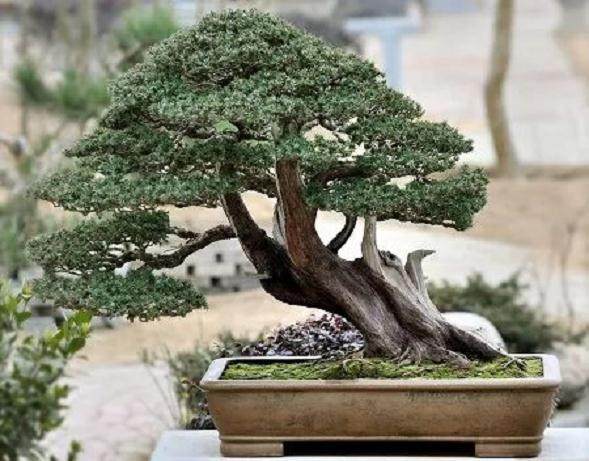 树桩盆景用什么土壤移栽最好