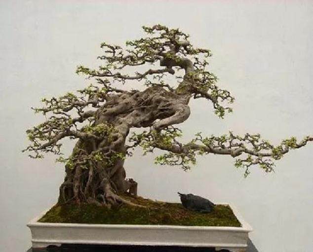 树桩盆景用什么土壤移栽最好