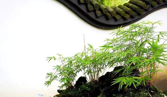 竹类有哪些适合做盆景 图片