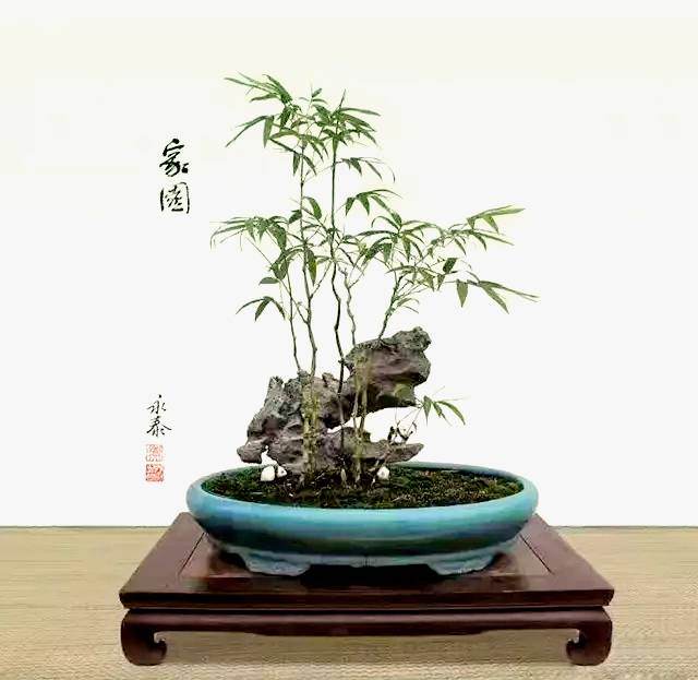 竹类有哪些适合做盆景 图片