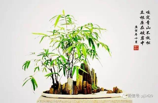 竹类有哪些适合做盆景 图片