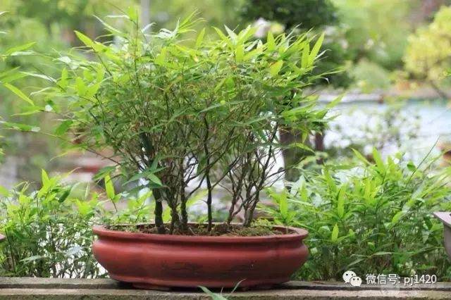 竹类有哪些适合做盆景 图片