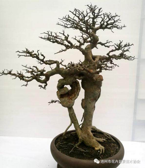 池州市盆景在2019北京世园会征集赛中获得佳绩