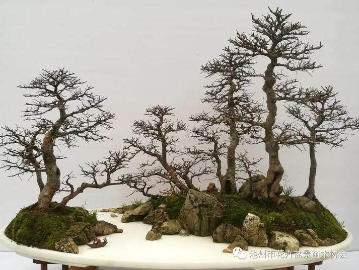 池州市盆景在2019北京世园会征集赛中获得佳绩