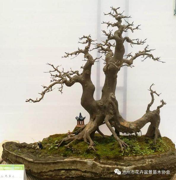 池州市盆景在2019北京世园会征集赛中获得佳绩