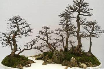 池州市盆景在2019北京世园会征集赛中获得佳绩