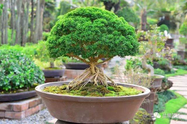 浅谈盆景的立意构图与空间处理