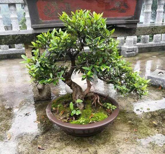 花了几年时间 养出这些蚊母盆景 求高手点评