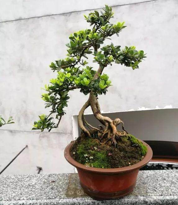 新手入门 花了几年时间 养出这些蚊母盆景