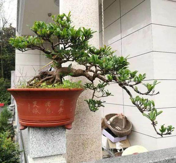 新手入门 花了几年时间 养出这些蚊母盆景