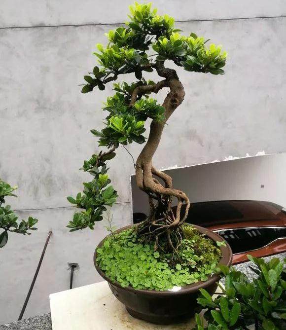 花了几年时间 养出这些蚊母盆景 求高手点评