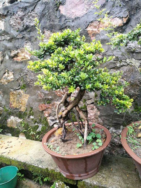 新手入门 花了几年时间 养出这些蚊母盆景