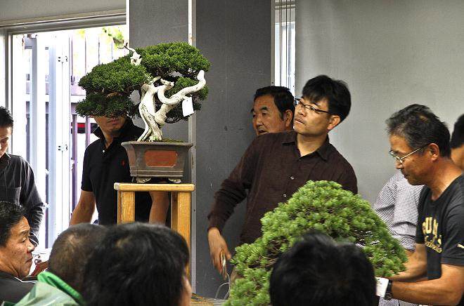 印度尼西亚举办的国际盆景双年展