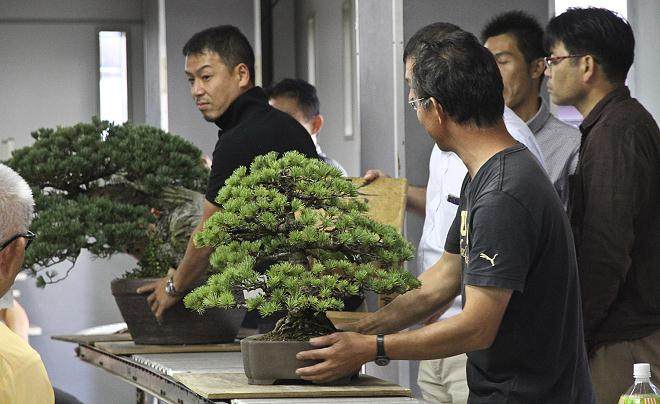 印度尼西亚举办的国际盆景双年展