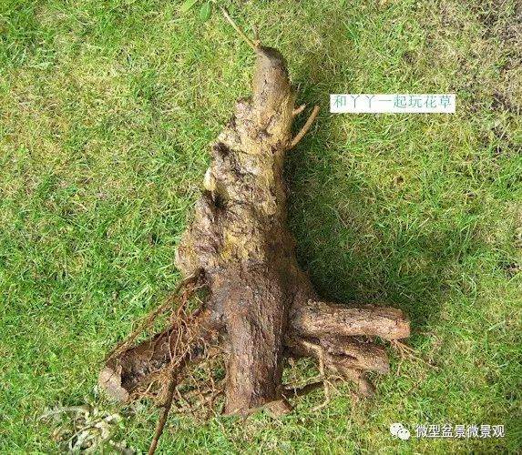 图解 女贞盆景8年怎么制作的过程