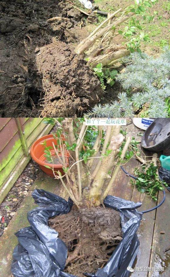 图解 女贞盆景8年怎么制作的过程