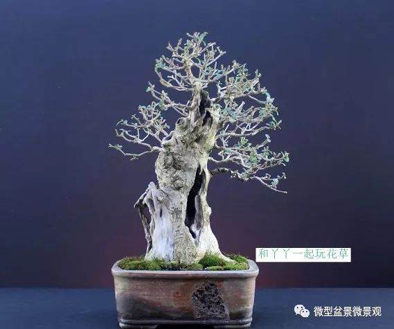 图解 女贞盆景8年怎么制作的过程