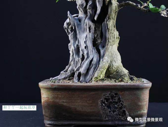 图解 女贞盆景8年怎么制作的过程