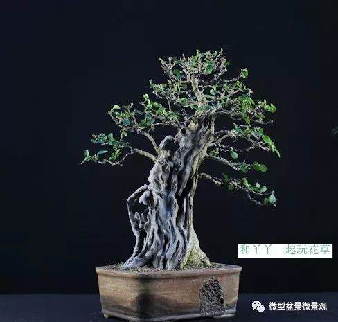 图解 女贞盆景8年怎么制作的过程