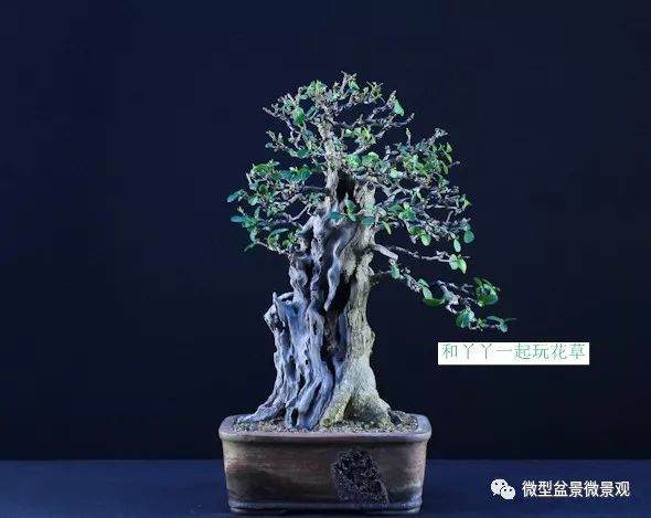 图解 女贞盆景8年怎么制作的过程