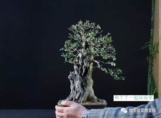 图解 女贞盆景8年怎么制作的过程