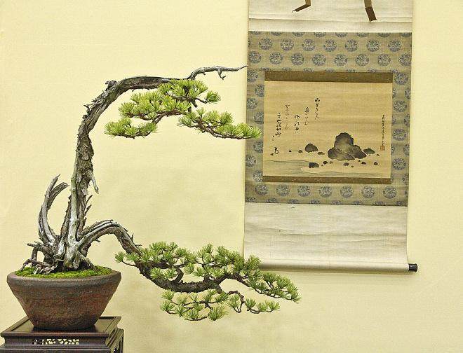 我们令人兴奋的秋季日本盆景探险之旅