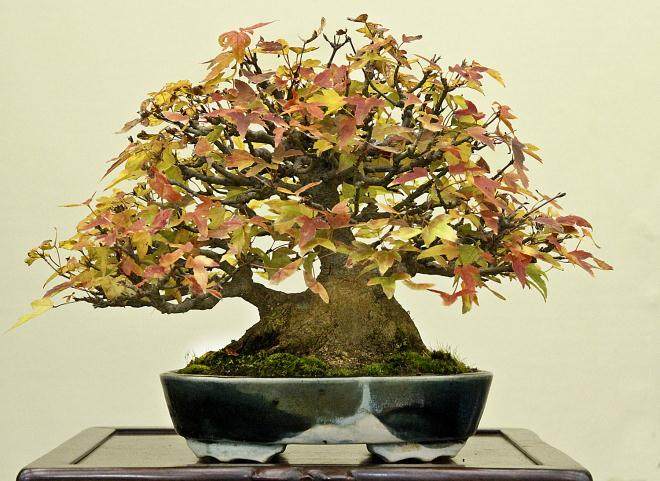 我们令人兴奋的秋季日本盆景探险之旅