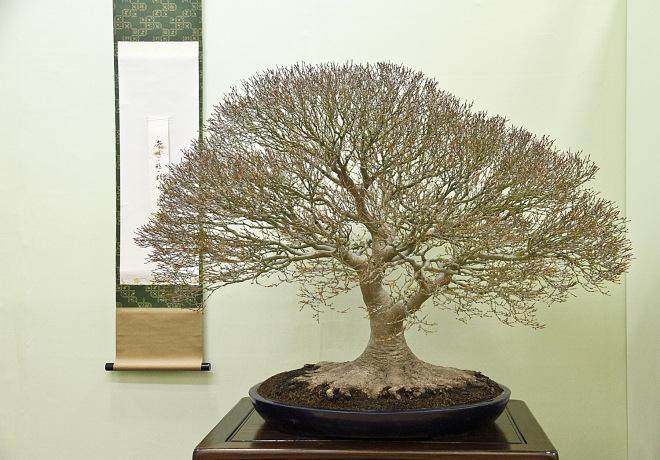 我们令人兴奋的秋季日本盆景探险之旅