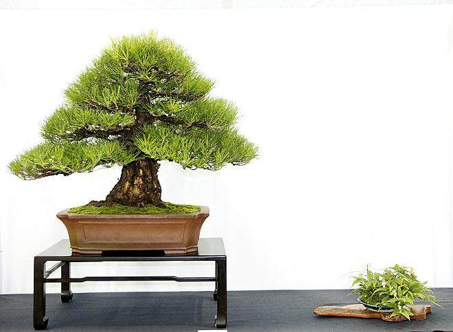 第四届美国国家盆景展览报告