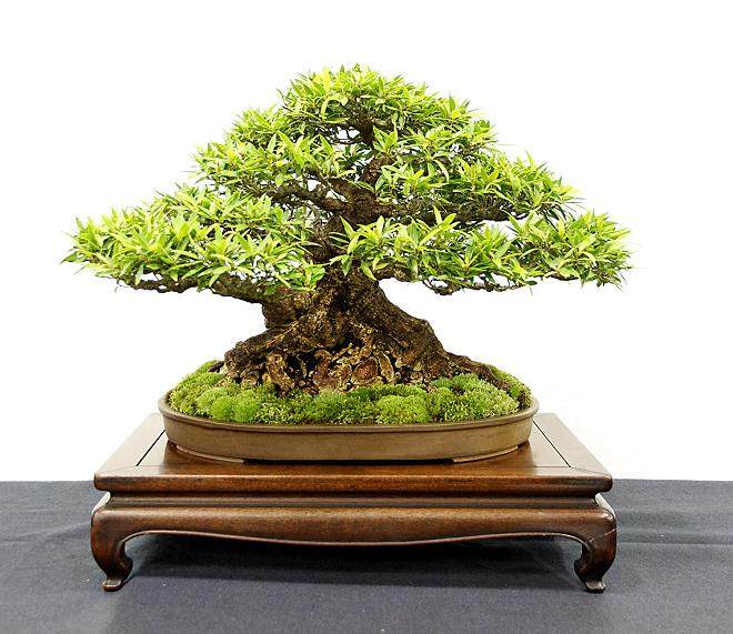 第四届美国国家盆景展览报告