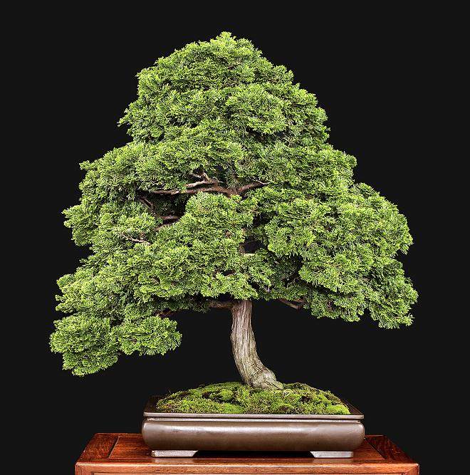 美国国家盆景展览会筹备工作继续进行