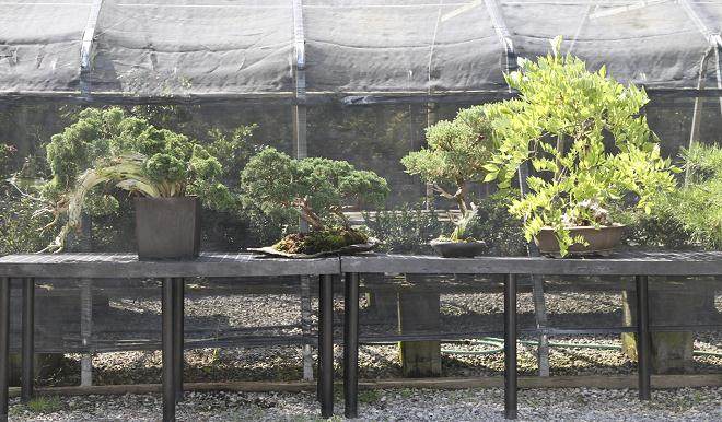 美国国家盆景展览会筹备工作继续进行