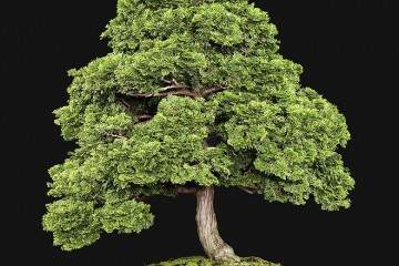 美国国家盆景展览会筹备工作继续进行