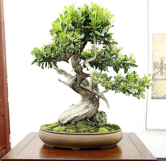 2014年 美国国家盆景展览奖