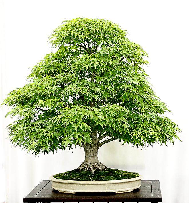 2014年 美国国家盆景展览奖