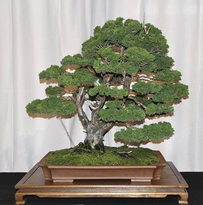 芝加哥的植物园盆景系列