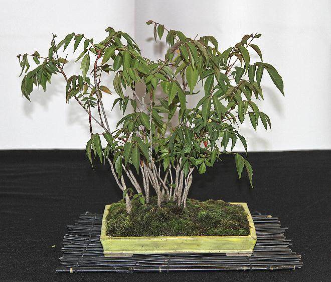 芝加哥的植物园盆景系列