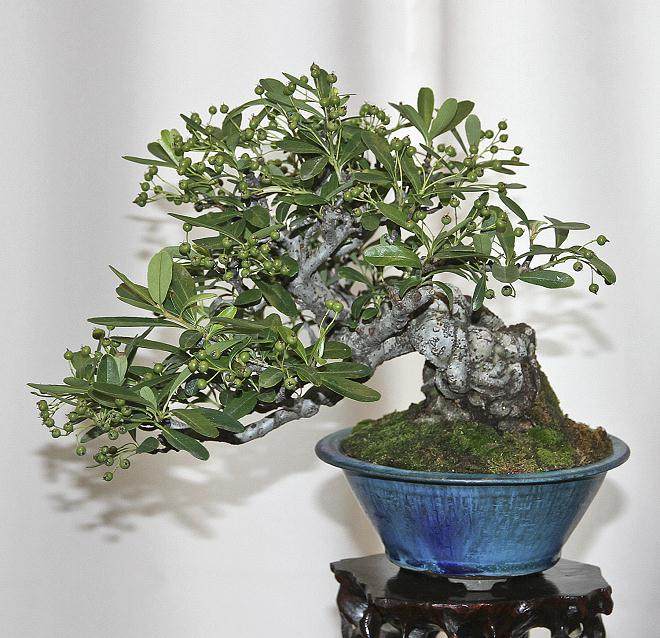 美国芝加哥的植物园盆景系列